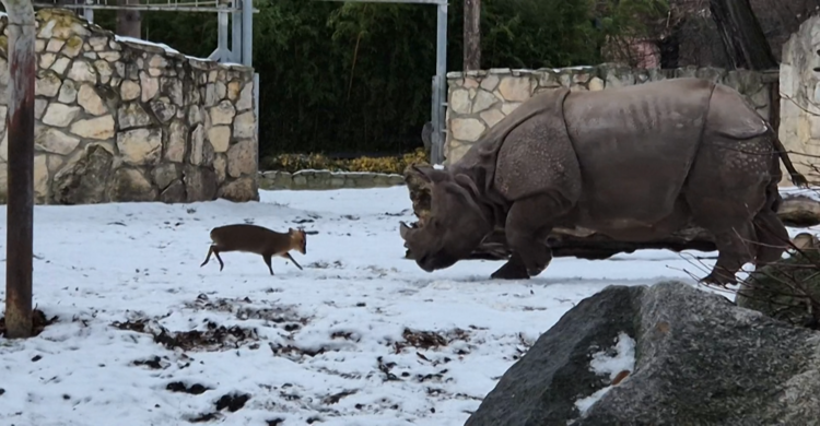 হরিণ বনাম বিশাল গণ্ডার, দেখুন পোলিশ চিড়িয়াখানায় কি ঘটল !