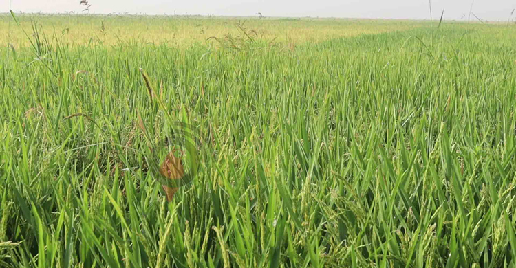 খরায় চিটা হয়ে যাচ্ছে ধান