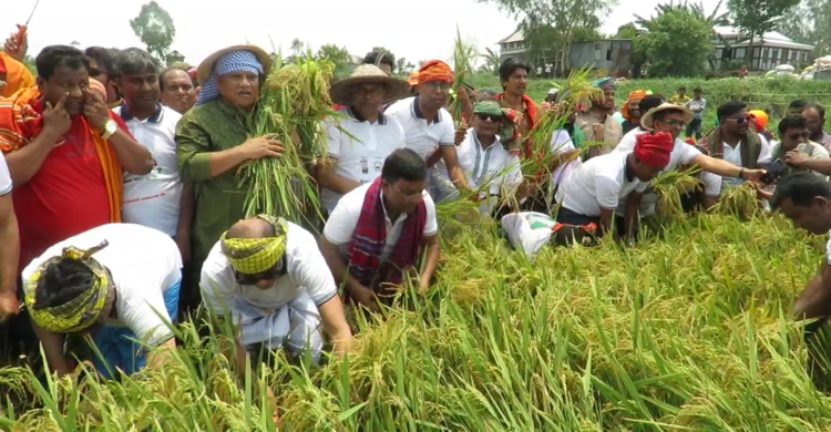 ধান কাটায় অংশ নিচ্ছেন স্বেচ্ছাসেবক লীগের অর্ধলাখ নেতাকর্মী