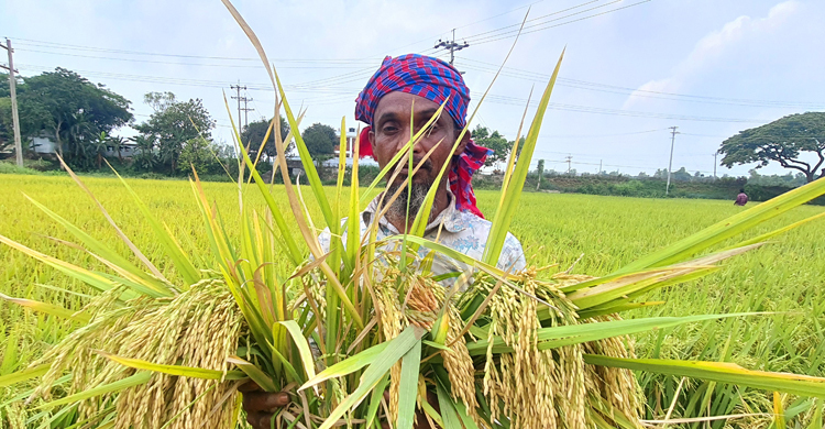 ব্রি-৯২ ধানে বাজিমাত ধান গবেষণা কেন্দ্রের