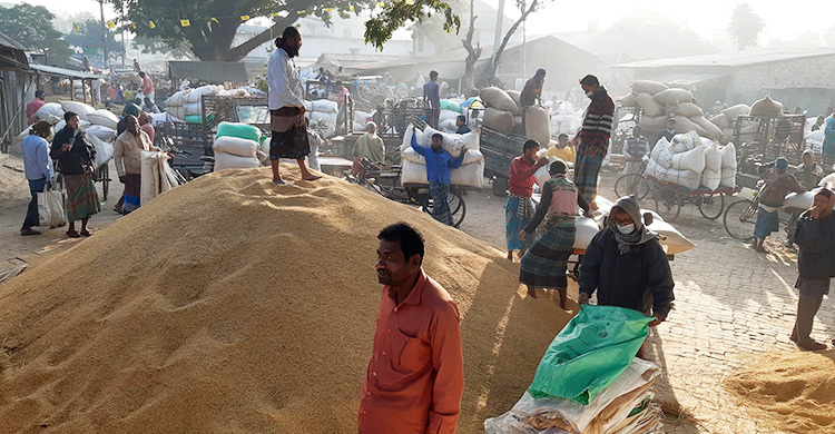 আমনের বাজার স্থিতিশীল, দামে অখুশি চাষিরা