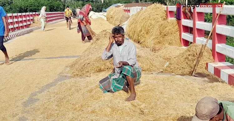 ভেজা ধানেই খোরাকির খোঁজ
