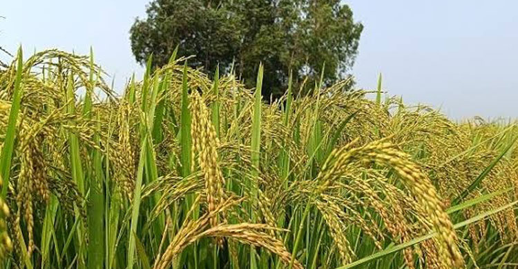 এক মণ ধানেও মিলছে না একজন শ্রমিক