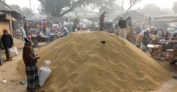 আমনের বাজার স্থিতিশীল, দামে অখুশি চাষিরা