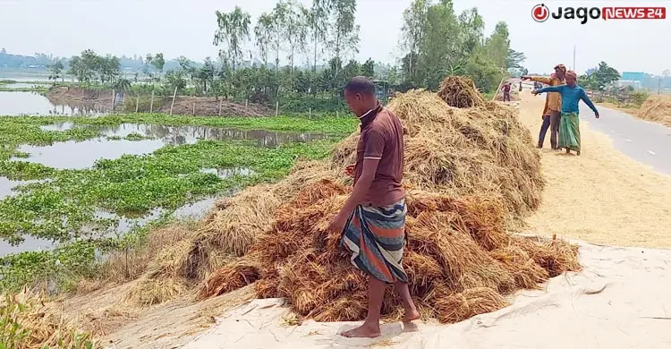 একদিকে জোঁক, অন্যদিকে বজ্রপাত&mdash;এ দুই ভয় জেঁকে বসেছে ধান কাটা শ্রমিকদের মনে। প্রাণভয়ে তারা জমিতে নামতে চাচ্ছেন না। এতে হবিগঞ্জে শ্রমিক সংকট প্রকট আকার ধারণ করেছে