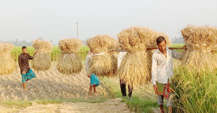 আমনের উৎপাদন বাড়াতে ৩৩ কোটি টাকার প্রণোদনা