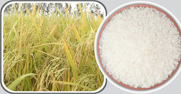 ফের সুগন্ধি চাল রপ্তানিতে নিষেধাজ্ঞা