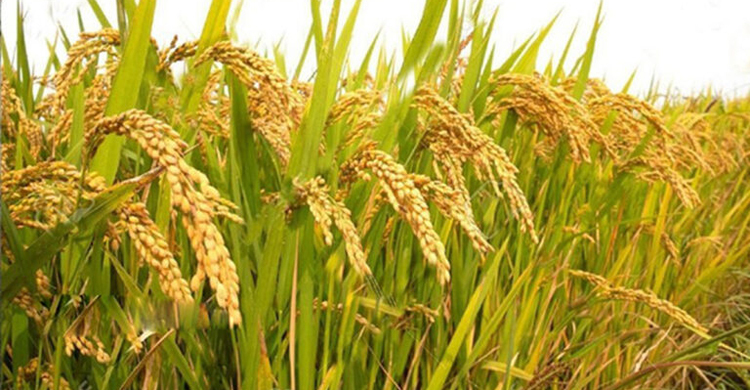 চাষের জন্য ধানের দুটি ও গমের একটি জাতের অনুমোদন