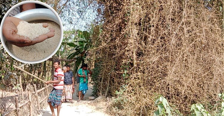 দিনাজপুরে ‘বাঁশের চালে’ রান্না হচ্ছে ভাত-পায়েস