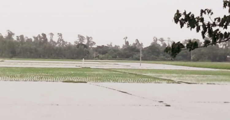 ডুবে গেছে পাঁচ হাজার হেক্টর আমন, দুশ্চিন্তায় কৃষক