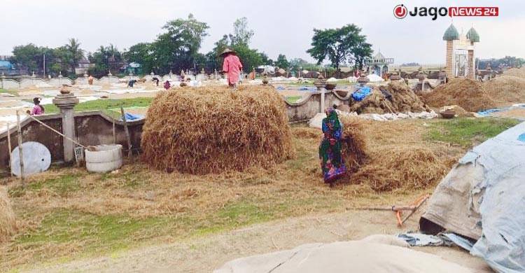 ভেজা ধানেই খোরাকির খোঁজ