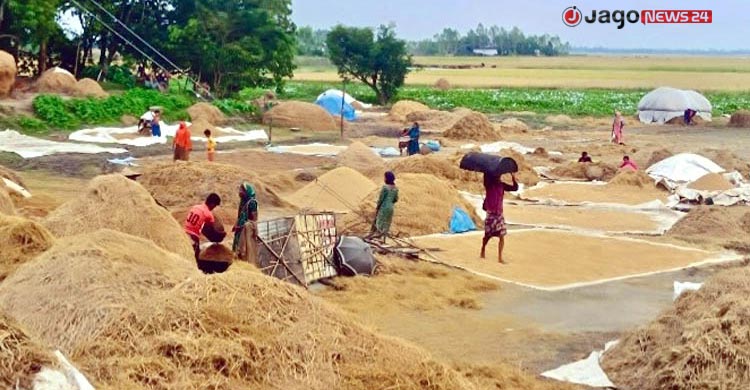 ভেজা ধানেই খোরাকির খোঁজ