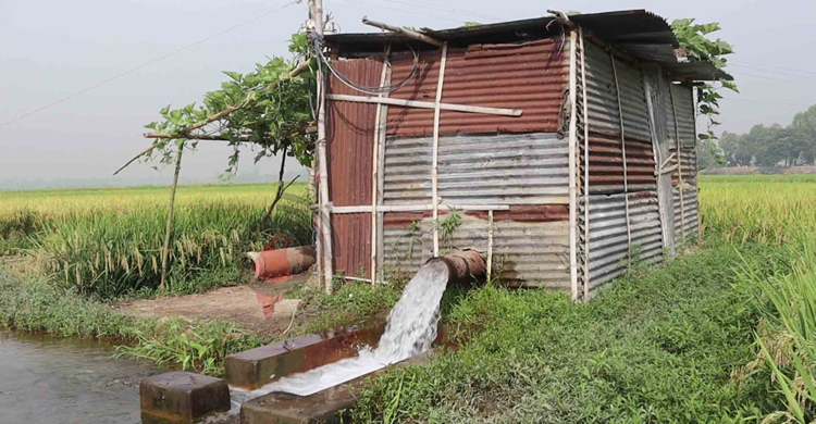 খরায় চিটা হয়ে যাচ্ছে ধান