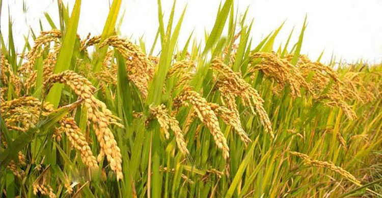 এক মণ ধানেও মিলছে না একজন শ্রমিক