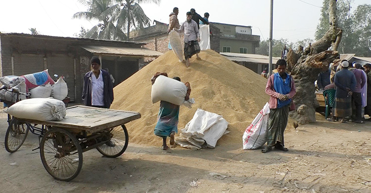 আমনের বাজার স্থিতিশীল, দামে অখুশি চাষিরা