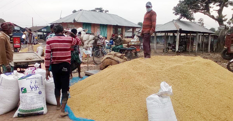 আমনের বাজার স্থিতিশীল, দামে অখুশি চাষিরা