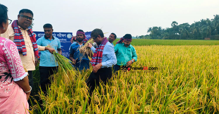 সাতক্ষীরায় চলতি আমন মৌসুমে ধান কাটা শুরু