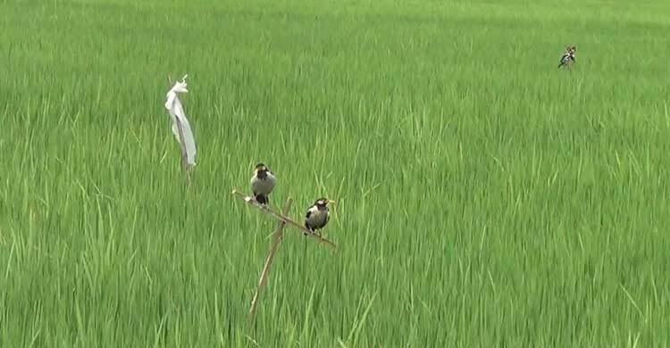 আমন ধানের ক্ষেতে পার্চিং পদ্ধতিতে আগ্রহ বাড়ছে