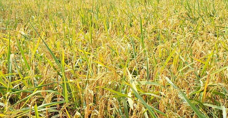 ঝিনাইদহে জুম ধান চাষ, কম খরচে বেশি ফলনে খুশি কৃষক