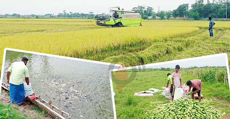 ধান-মাছ-সবজিতে পাল্টেছে সুনামগঞ্জের অর্থনীতি