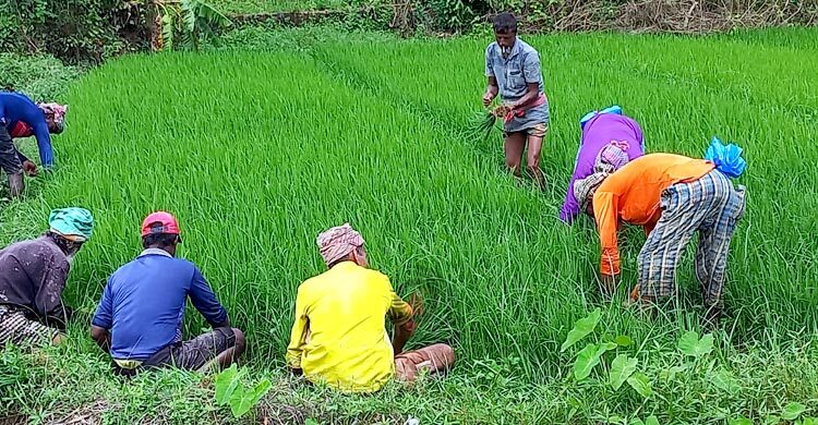 ফেনীতে বন্যার শঙ্কা নিয়েই আমন ধান রোপণ