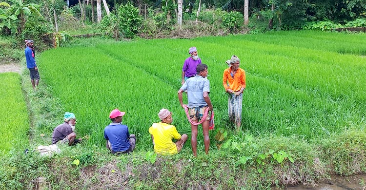ফেনীতে বন্যার শঙ্কা নিয়েই আমন ধান রোপণ