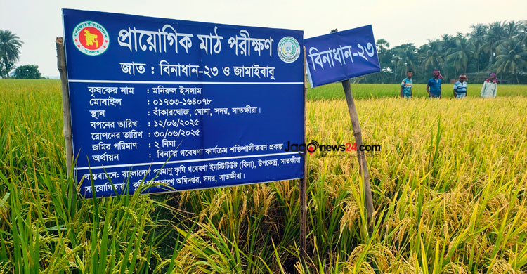 সাতক্ষীরায় চলতি আমন মৌসুমে ধান কাটা শুরু