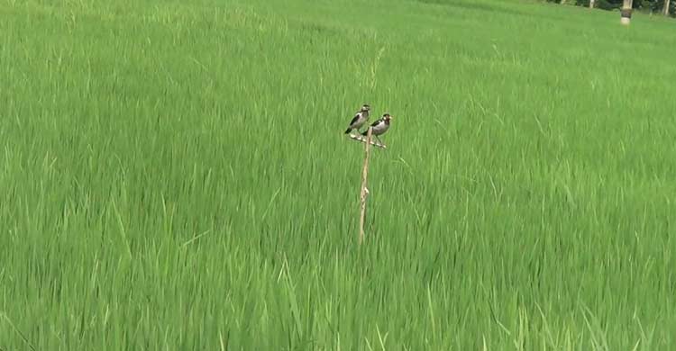 আমন ধানের ক্ষেতে পার্চিং পদ্ধতিতে আগ্রহ বাড়ছে