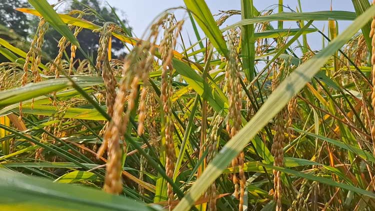 ঝিনাইদহে জুম ধান চাষ, কম খরচে বেশি ফলনে খুশি কৃষক