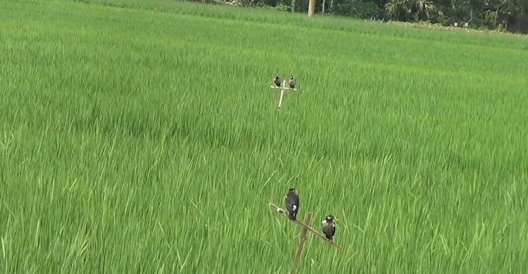 আমন ধানের ক্ষেতে পার্চিং পদ্ধতিতে আগ্রহ বাড়ছে