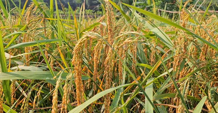 ঝিনাইদহে জুম ধান চাষ, কম খরচে বেশি ফলনে খুশি কৃষক