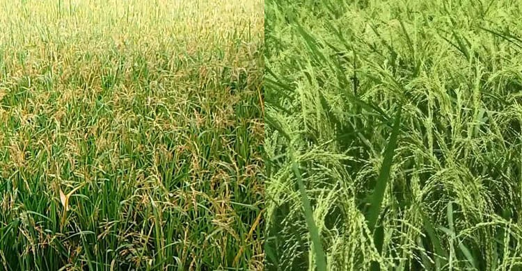 ফাল্গুন মাসে বোরো ও আউশ ধান চাষে করণীয়