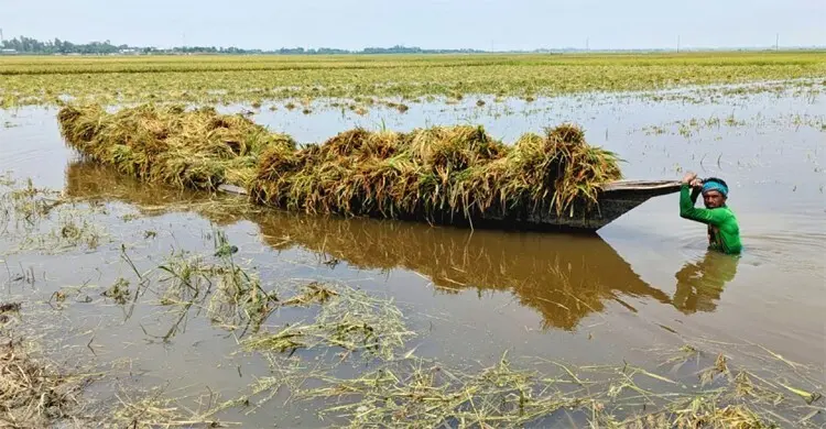 হাওরাঞ্চলের ধান-চাল সংগ্রহে নতুন তারিখ নির্ধারণ