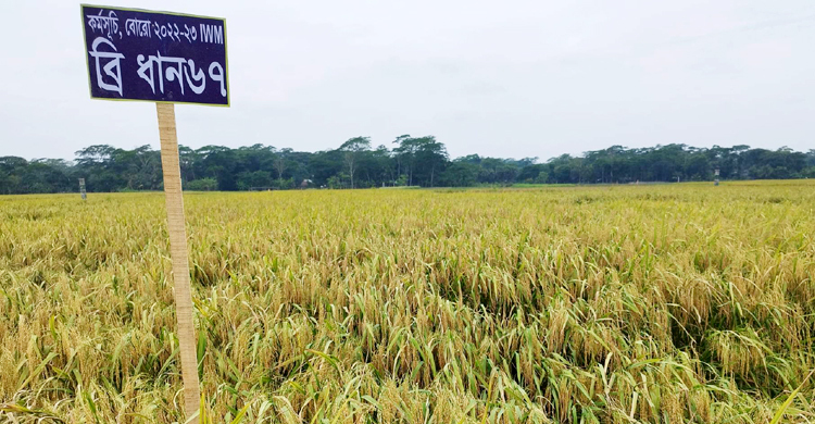 প্রথমবার বোরো চাষে উপকূল ও লবণাক্ত এলাকায় রেকর্ড ফলন