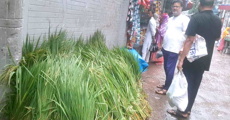 ঢাকায় এক আঁটি ঘাসের দাম ৫০ টাকা