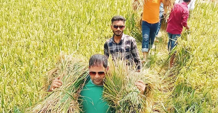 ধান কেটে কৃষককে দুশ্চিন্তামুক্ত করলেন যুবলীগ নেতাকর্মীরা