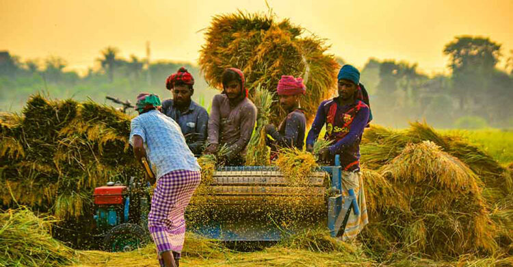 বোরোতে ৪৯ টাকায় চাল ও ৩৬ টাকা দরে ধান কিনবে সরকার