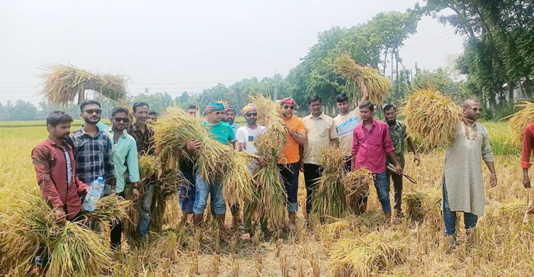 ধান কেটে কৃষককে দুশ্চিন্তামুক্ত করলেন যুবলীগ নেতাকর্মীরা