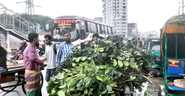 ঢাকায় এক আঁটি ঘাসের দাম ৫০ টাকা