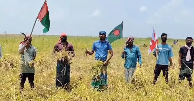 কৃষকের ধান কেটে দিলেন নিষিদ্ধ ছাত্রলীগের নেতা-কর্মীরা, ভিডিও ভাইরাল