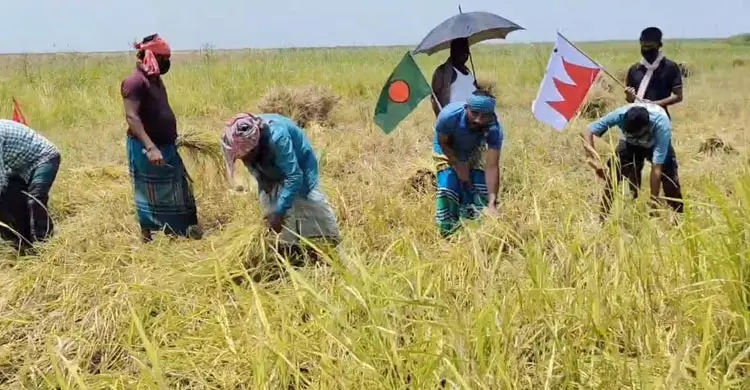 কৃষকের ধান কেটে দিলেন নিষিদ্ধ ছাত্রলীগের নেতা-কর্মীরা, ভিডিও ভাইরাল