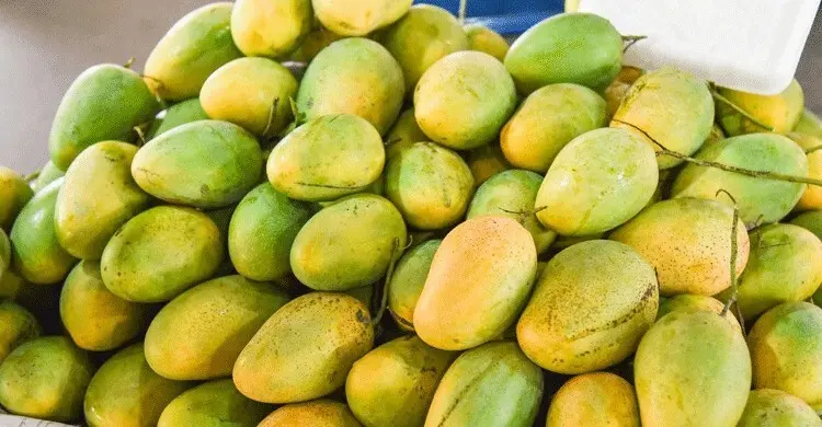 পাকা আম দ্রুত পচে যায়, ভালো রাখবেন যেভাবে
