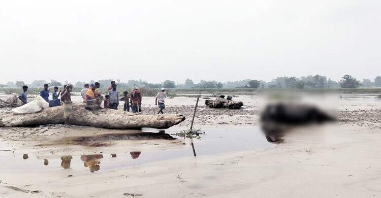 উজানের ঢলে দুধকুমার নদে ভেসে এলো মৃত গন্ডার