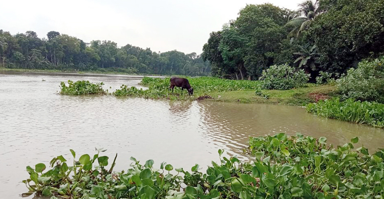 মৃতপ্রায় চিত্রায় প্রাণ ফিরেছে