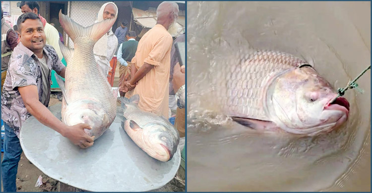 দৌলতদিয়ায় ২৪ কেজির এক কাতলা ৬৫ হাজারে বিক্রি