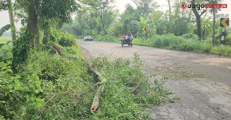 সড়কে গাছ ফেলে গরুবোঝাই চার ট্রাকে ডাকাতি