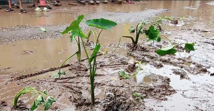 সড়কে কচুগাছ লাগিয়ে প্রতিবাদ
