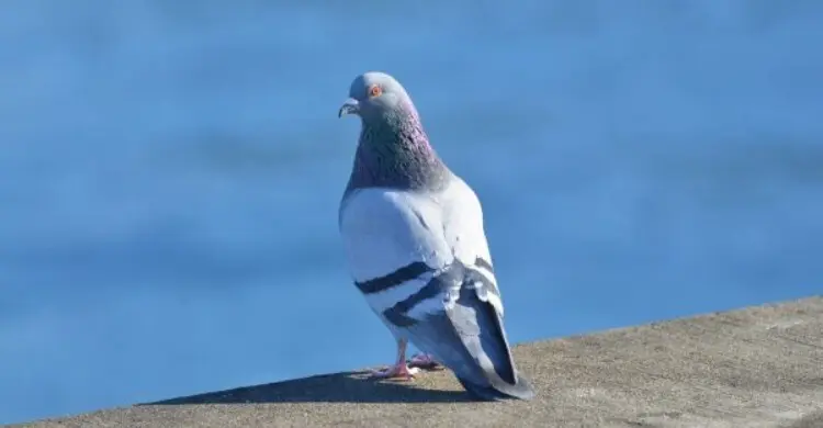 জালালি কবুতর খাওয়া কি জায়েজ?