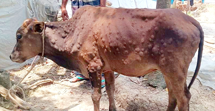 ঈদের আগে লাম্পি স্কিন রোগের সংক্রমণ, দিশেহারা কৃষক