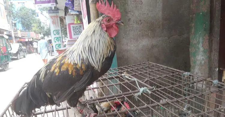 বৃষ্টির অজুহাতে রংপুরে বেড়েছে সবজির দাম